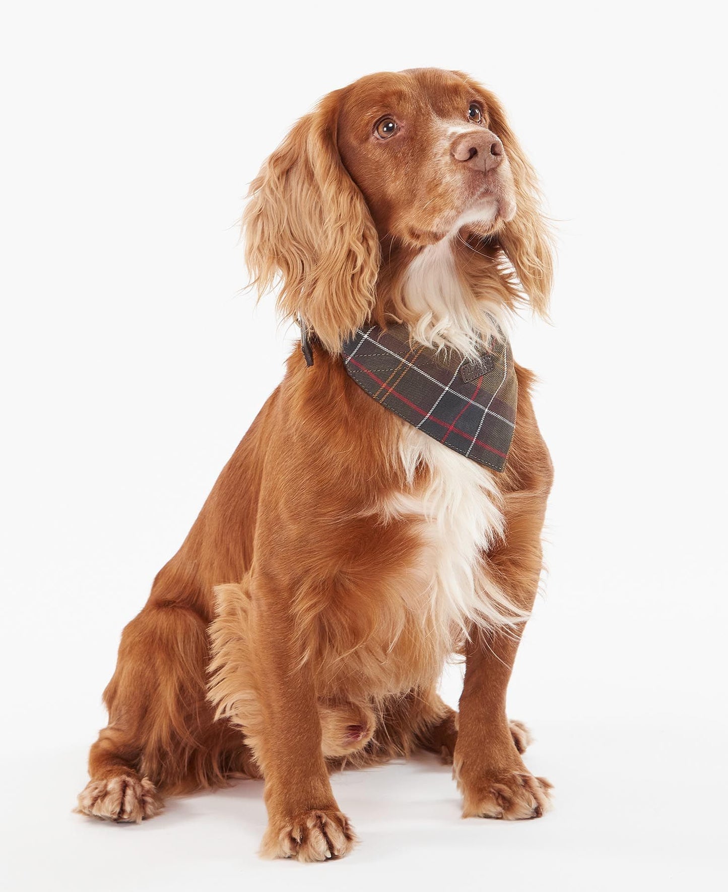 (Barbour) Tartan Bandana